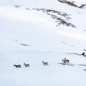 Animali selvatici Camoscio in inverno