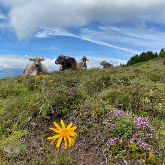 Le mucche all'Alp dil Plaun di Feldis
