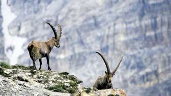 Stambecchi sul Piz Beverin Stambecchi sul Piz Beverin