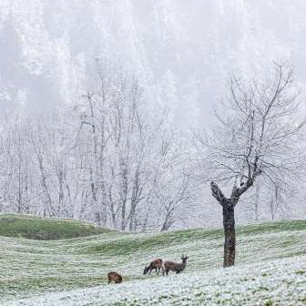Animali selvatici nella prima neve