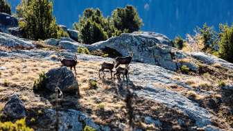 Escursione faunistica nel Parco Naturale di Beverin Escursione faunistica nel Parco Naturale di Beverin