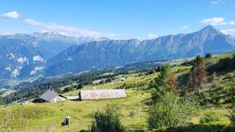 Uno sguardo alla vita alpina di tutti i giorni sulla Präzer Alp Gronda Uno sguardo alla vita alpina di tutti i giorni sulla Präzer Alp Gronda