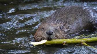 Alla ricerca di tracce di castori nella riserva naturale del Cantone Munté Alla ricerca di tracce di castori nella riserva naturale del Cantone Munté