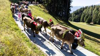 Discesa delle mandrie dall'Alp Albin