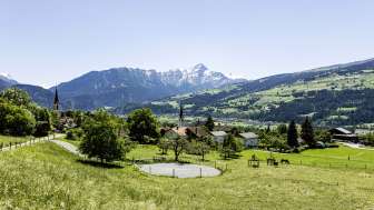 Le almeni in primavera