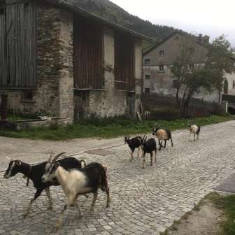 Capre in Hinterrhein