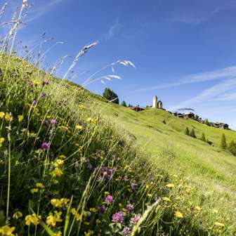 Lohn in primavera