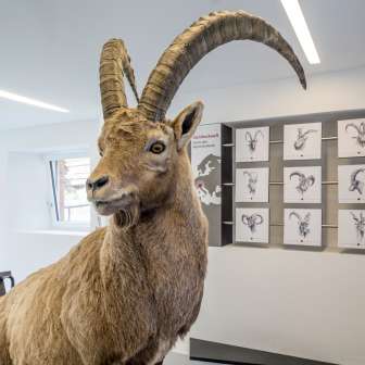 Uno stambecco della mostra.