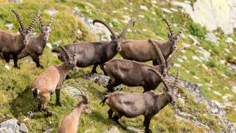 Cervo di pietra nel Parco Naturale Beverin