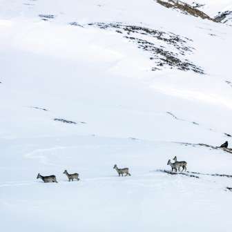 Animali selvatici Camoscio in inverno