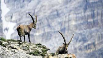 Stambecchi sul Piz Beverin