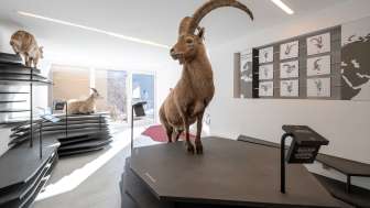 Mostra sul Capricorno a Wergenstein Mostra sul Capricorno a Wergenstein