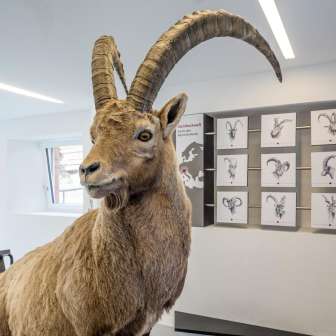 Uno stambecco della mostra.