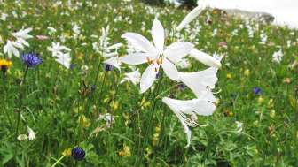 2026 Pro Natura Obermutten Giglio paradisiaco