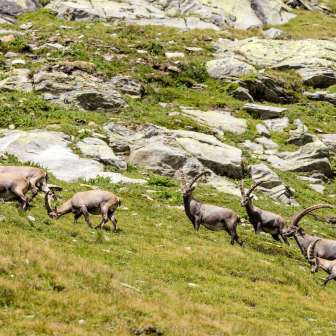 Cervo di pietra nel Parco Naturale di Beverin, vicino alla sorgente Hinterrhein