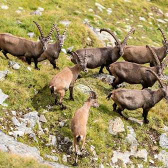 Nei dintorni della Zapporthütte SAC è possibile osservare un'ampia varietà di animali selvatici.