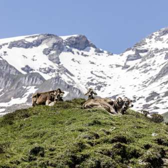 Mucche sullo Schamserberg in primavera