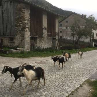 Capre in Hinterrhein
